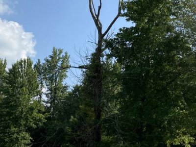 Need  Some Tree Branches trimmed 